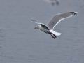 Larus_argentatus_bp7829