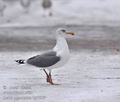 Larus_argentatus_bp7855