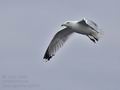 Larus_argentatus_bp7879