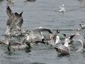 Larus_argentatus_bp7929