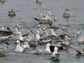 Larus_argentatus_bp7944