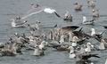 Larus_argentatus_bp7947