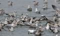 Larus_argentatus_bp7948