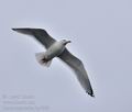 Larus_argentatus_bp7989