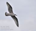 Larus_argentatus_bp7991