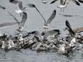 Larus_argentatus_bp8035
