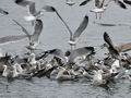 Larus_argentatus_bp8035