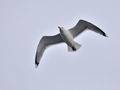 Larus_argentatus_bp8154