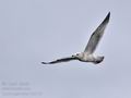 Larus_argentatus_bp8180