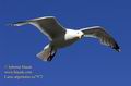 Larus_argentatus_ea7972