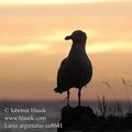 Larus_argentatus_ea8641