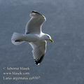 Larus_argentatus_ea9307