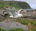 Larus_argentatus_ea9540