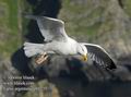 Larus_argentatus_eb1235