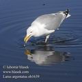 Larus_argentatus_eb1639