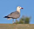 Larus_audouinii_bt8924