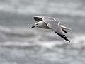 Larus_audouinii_bt8957