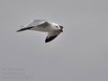 Larus_audouinii_bt8965