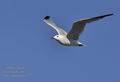 Larus_audouinii_ga2327