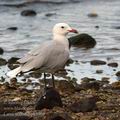 Larus_audouinii_k5904