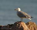 Larus_audouinii_k5966