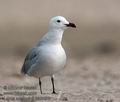 Larus_audouinii_ka6090