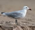 Larus_audouinii_ka6096