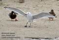 Larus_audouinii_ka6554