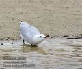 Larus_audouinii_ka6556