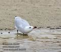 Larus_audouinii_ka6556