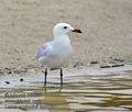 Larus_audouinii_ka6557