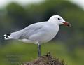 Larus_audouinii_ka6571