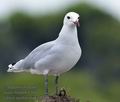 Larus_audouinii_ka6576