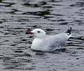 Larus_audouinii_ka6584