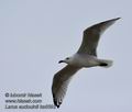 Larus_audouinii_ka6592