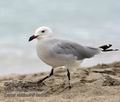 Larus_audouinii_ka6597