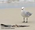 Larus_audouinii_ka6609