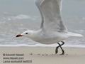 Larus_audouinii_ka6633