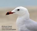 Larus_audouinii_ka6650