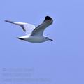 Larus_brunnicephalus_fe2041