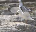 Larus_cachinnans_11814