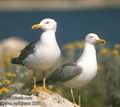 Larus_cachinnans_2388