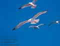 Larus_cachinnans_2389