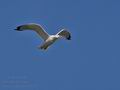 Larus_cachinans_bu3322