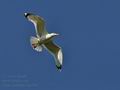 Larus_cachinans_bu3362