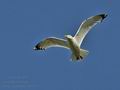 Larus_cachinans_bu3383