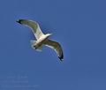 Larus_cachinans_bu3409