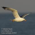 Larus_cachinnans_eb3842