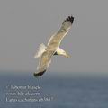 Larus_cachinnans_eb3857