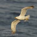 Larus_cachinnans_eb3879